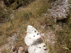 Parnassius apollo