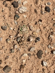 Pediocactus winkleri