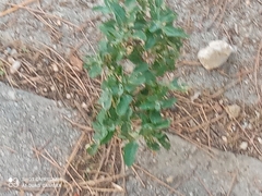 Chenopodiastrum murale