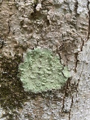 Lecanora thysanophora