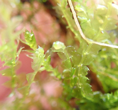 Lophocolea bidentata