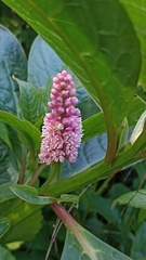 Phytolacca bogotensis