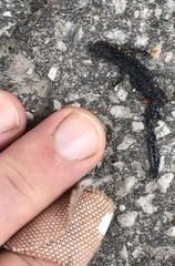 Ambystoma 'unisexual complex'