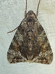 Isognathus rimosa
