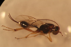 Mesochorinae