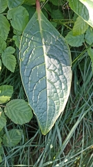 Phytolacca bogotensis