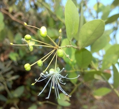Capparis sepiaria