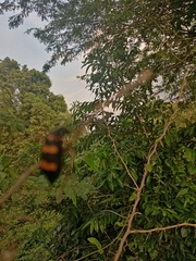 Hycleus biundulatus