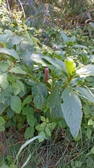 Phytolacca bogotensis