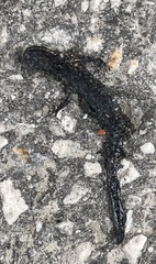 Ambystoma 'unisexual complex'