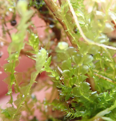 Lophocolea bidentata