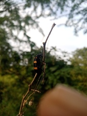 Hycleus biundulatus