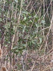 Salix