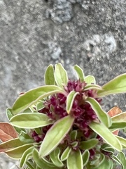 Amaranthus blitoides