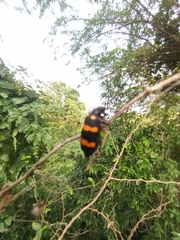 Hycleus biundulatus