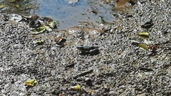 Pelophylax ridibundus