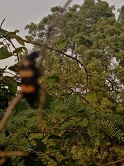 Hycleus biundulatus