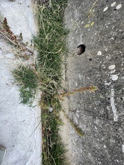 Amaranthus blitoides