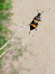 Hycleus biundulatus