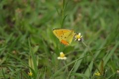 Colias lesbia