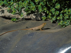 Liolaemus chiliensis