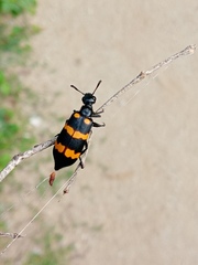 Hycleus biundulatus
