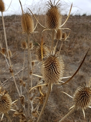 Dipsacus sativus