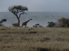Giraffa camelopardalis reticulata