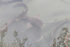 Clarias gariepinus