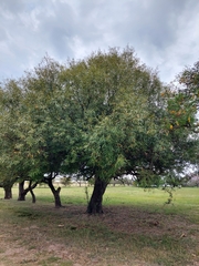 Nectandra angustifolia