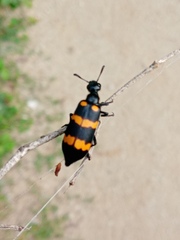 Hycleus biundulatus