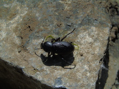 Nycterinus