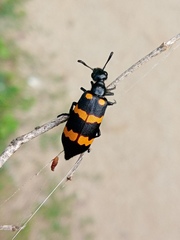 Hycleus biundulatus