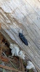 Tibionema abdominalis