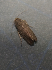 Athetis cognata