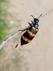 Hycleus biundulatus