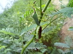 Prismatocerus prominulus