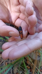 Tibionema abdominalis