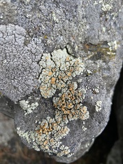 Rhizoplaca subdiscrepans