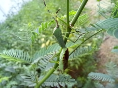 Prismatocerus prominulus