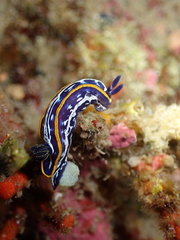 Felimare fontandraui