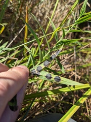 Asteromyia euthamiae