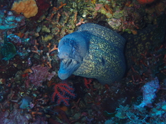 Muraena helena