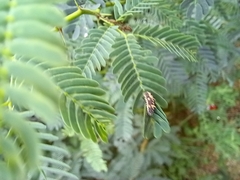 Prismatocerus prominulus