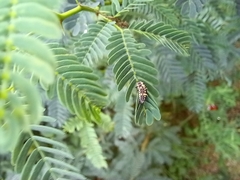 Prismatocerus prominulus