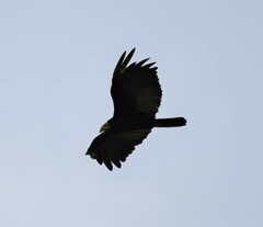 Cathartes melambrotus