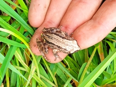 Pristimantis unistrigatus