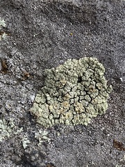 Rhizoplaca opiniconensis