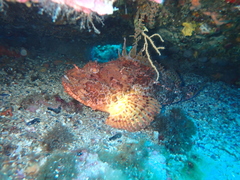 Scorpaena scrofa