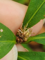 Andricus quercusfrondosus